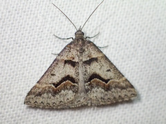 Dichromodes atrosignata