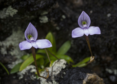 Disa maculata