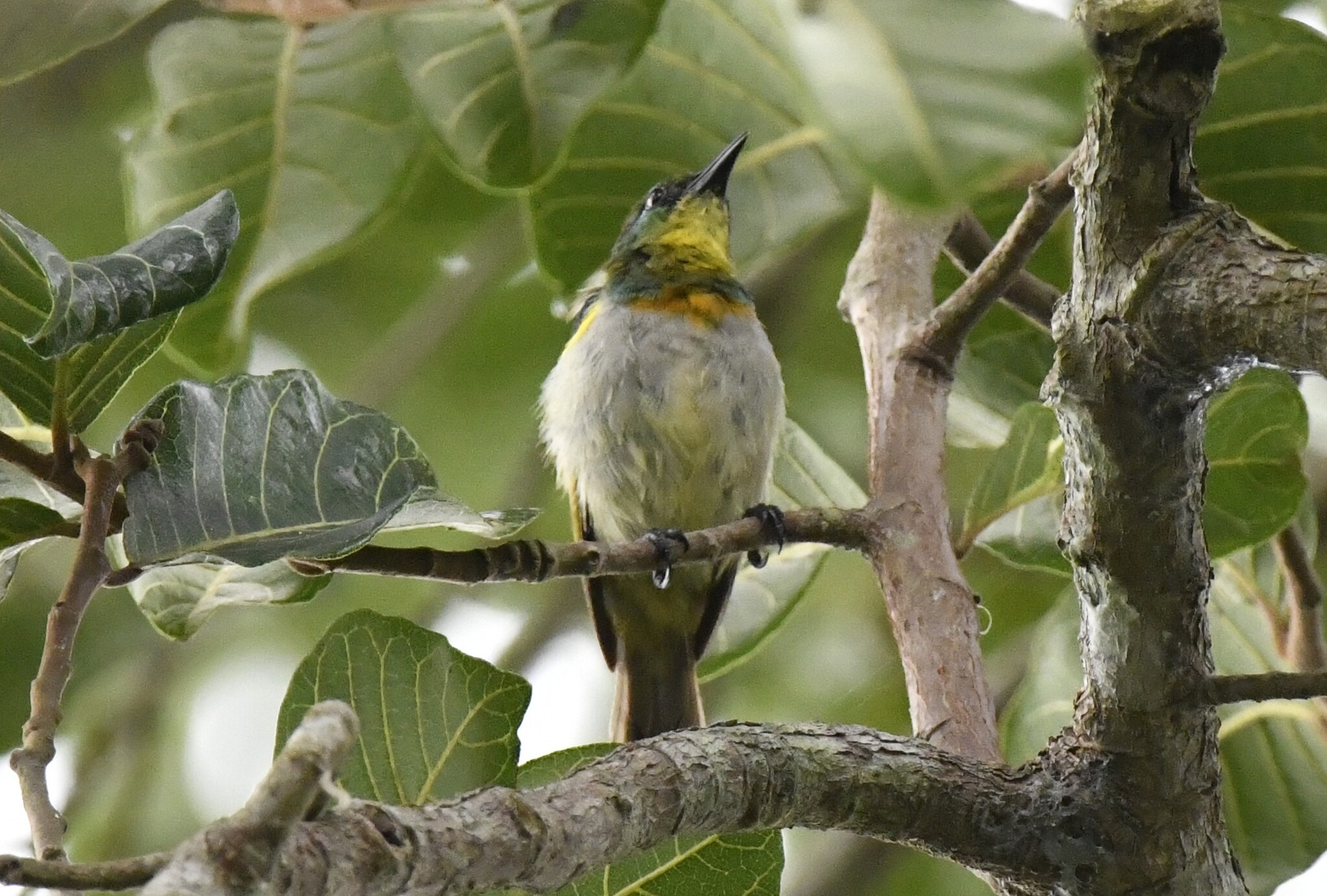 Yellow-chinned Sunbird (Anthreptes rectirostris), photo 6