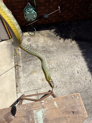 Common Tree Snake sighting
