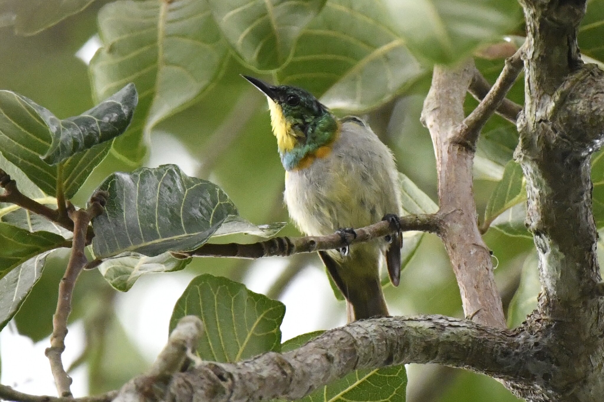 Yellow-chinned Sunbird (Anthreptes rectirostris), photo 4