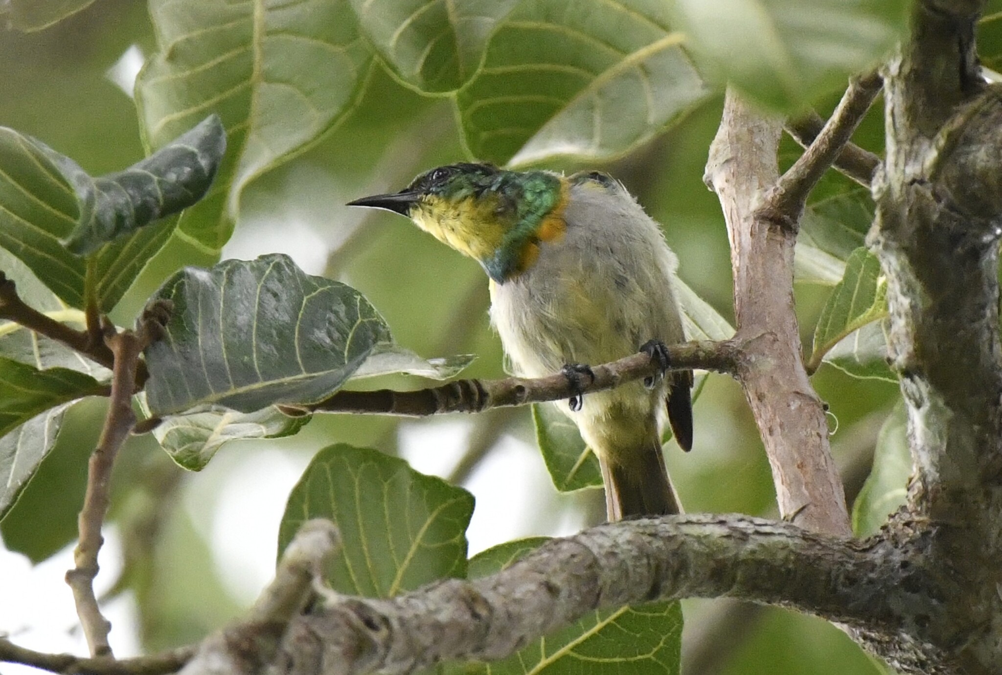 Yellow-chinned Sunbird (Anthreptes rectirostris), photo 5