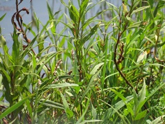 Persicaria madagascariensis