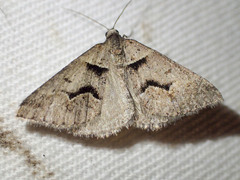 Dichromodes atrosignata