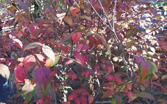Viburnum × burkwoodii