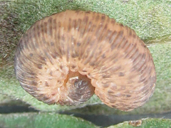 Rhogogaster picta