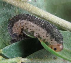 Rhogogaster picta