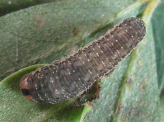 Rhogogaster picta