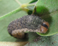 Rhogogaster picta