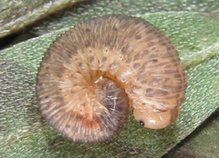 Rhogogaster picta