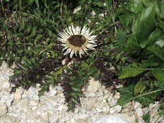 Carlina acaulis acaulis