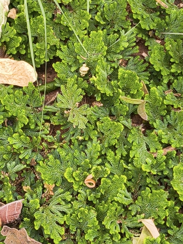 Selaginella bryopteris, photograph 3