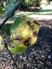 Paracercosporidium microsorum