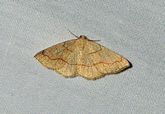 Destutia flumenata