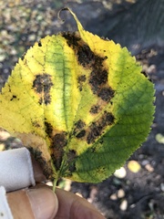 Paracercosporidium microsorum