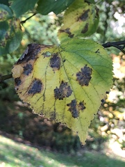 Paracercosporidium microsorum