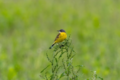 Motacilla flava cinereocapilla