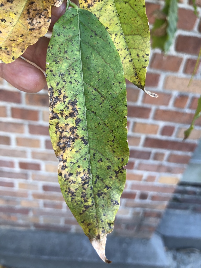 Phyllosticta wistariae