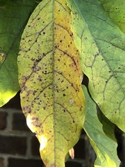 Phyllosticta wistariae