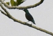 Superb Sunbird (Cinnyris superbus), photo 9