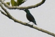 Superb Sunbird (Cinnyris superbus), photo 9
