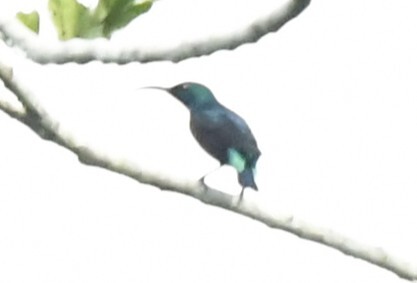 Superb Sunbird (Cinnyris superbus), photo 8