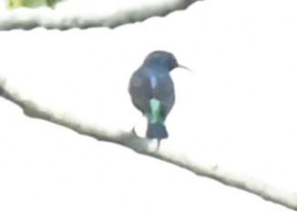 Superb Sunbird (Cinnyris superbus), photo 2