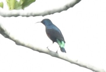 Superb Sunbird (Cinnyris superbus), photo 7