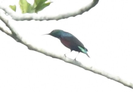 Superb Sunbird (Cinnyris superbus), photo 1