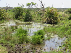 Persicaria madagascariensis