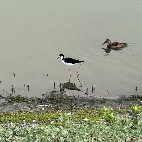 iNaturalist observation photo of Black-necked Stilt