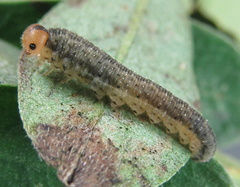 Rhogogaster picta