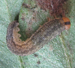 Rhogogaster picta
