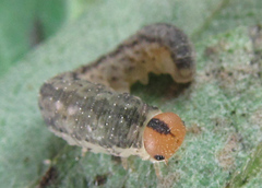 Rhogogaster picta