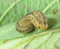 Rhogogaster picta