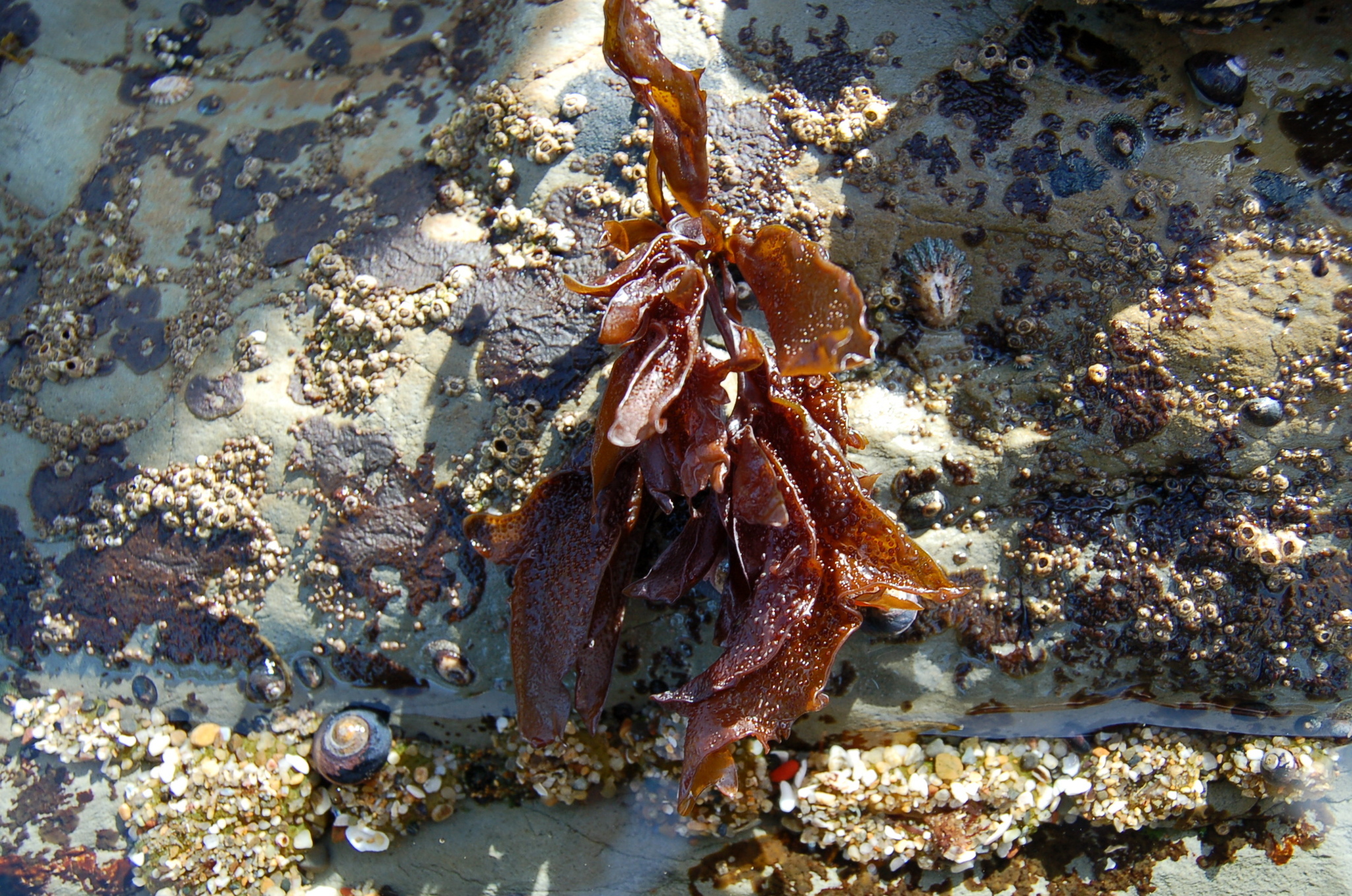 Phyllophoraceae