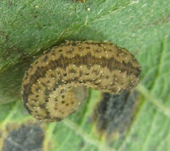 Rhogogaster picta