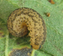Rhogogaster picta
