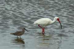 Tringa semipalmata semipalmata