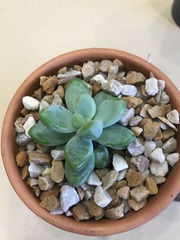 Pachyphytum