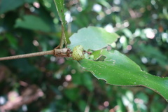 Croton cascarilloides