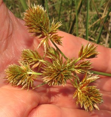 Cyperus solidus