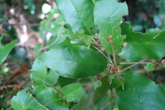 Croton cascarilloides