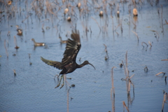 Plegadis chihi