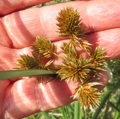 Cyperus solidus