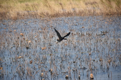 Plegadis chihi