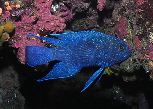 Paraplesiops meleagris (Peters, 1869)