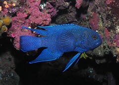 Blue Devilfish photo 1