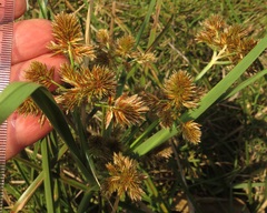 Cyperus solidus