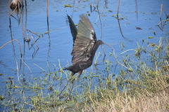 Plegadis chihi